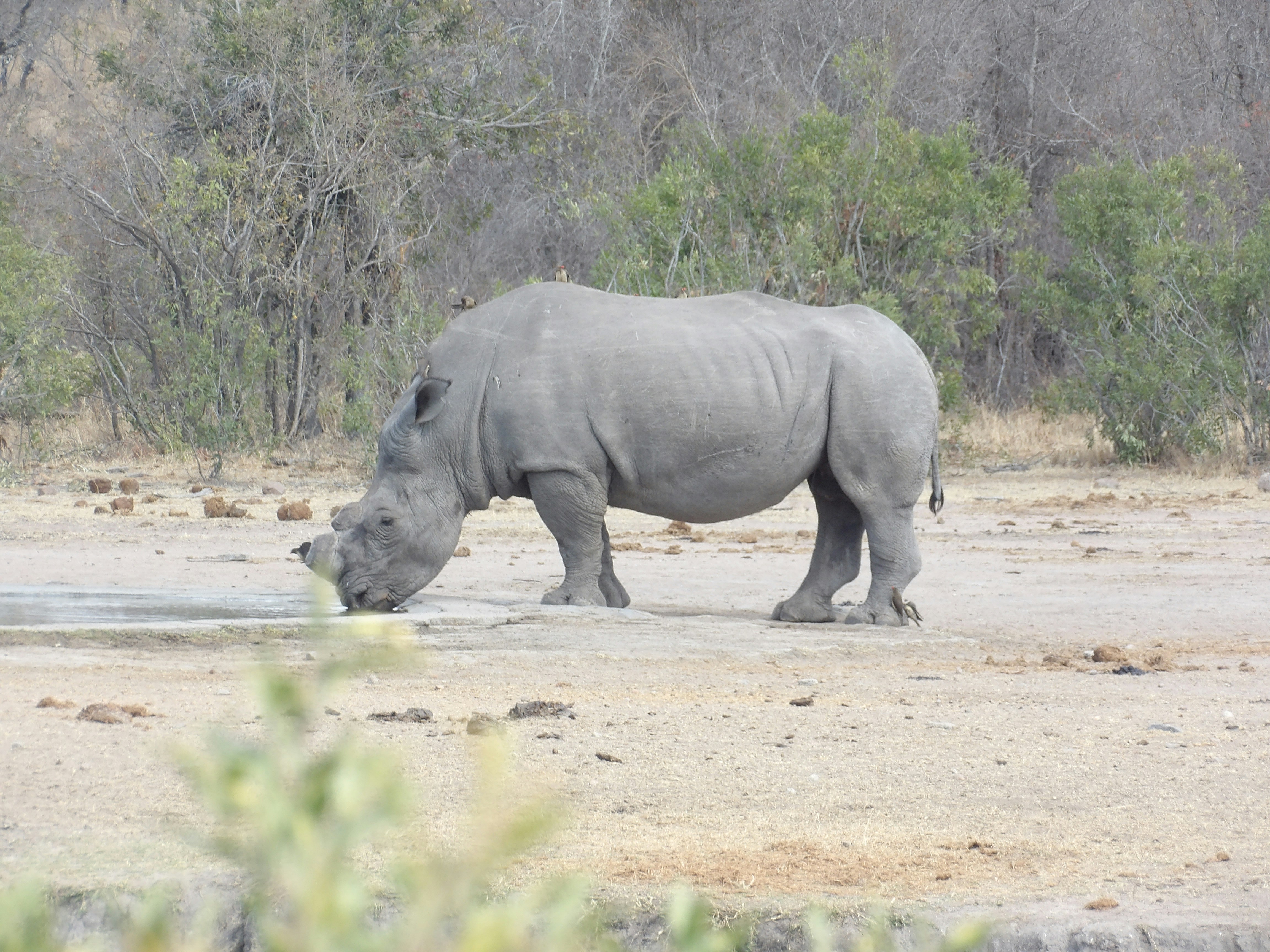 Kruger